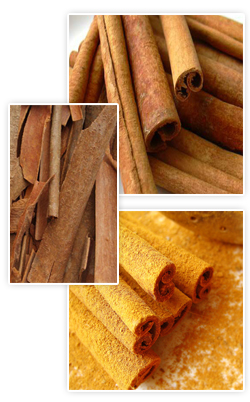 spice, spices, cassia, cinnamon, Chinese five spice, exporter of cassia, chilli, dal chinni, superior quality, export quality cassia, cassia plant, cassia and health, cassia exporter, Wholesale supplier of cassia spice, exporter of cassia spice, Canton Cassia, Cassia Bark, Tramboon Cassia, Indian cassia, Indonesian cassia