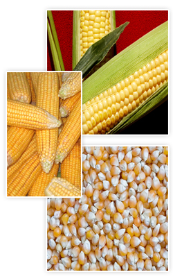 corn, yellow corn, corn grain, corn plant, corn flour, corn field, corn soup, boiled corn, corn reciepe, corn specification, corn exporter, corn supplier, corn from pakistan, irrigation, harvesting, corn of grade 1, corn of garde 2, corn of grade3, corn grain in bulk, popcorn, corn oil