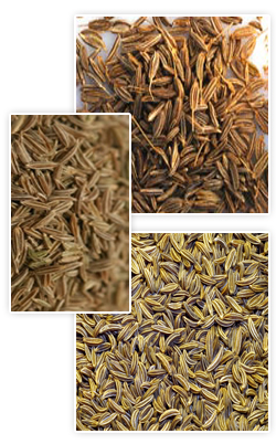 Jeera, Cuminum, Sweet Cumin, zeera, zira, sufaid zeera, quality cumin seed, exporter of cumin seed, healthy food, best for your health, export quality cumin seed, trade in cumin seed